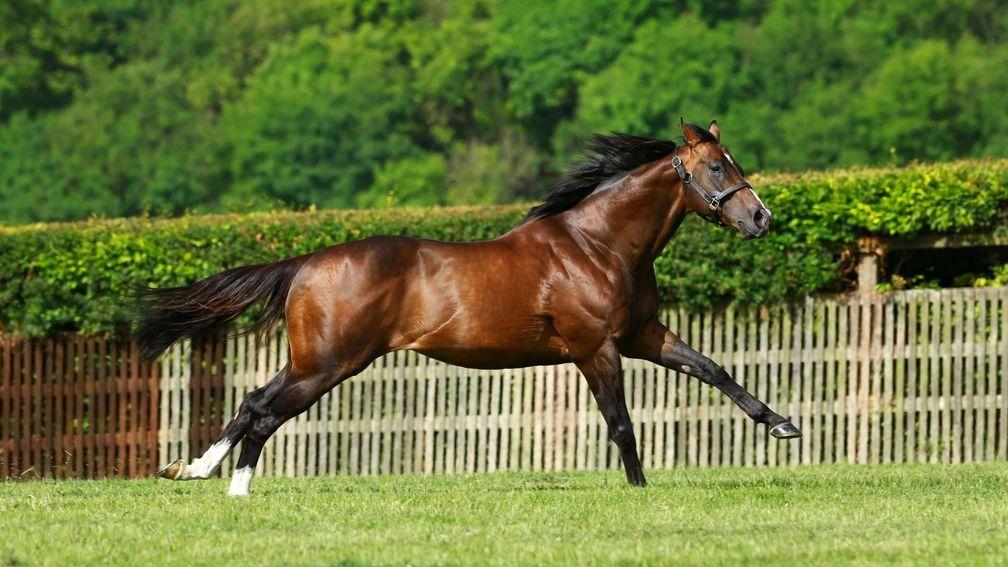 Cable Bay in his paddock at Highclere Stud - the stallion has now been recruited to India