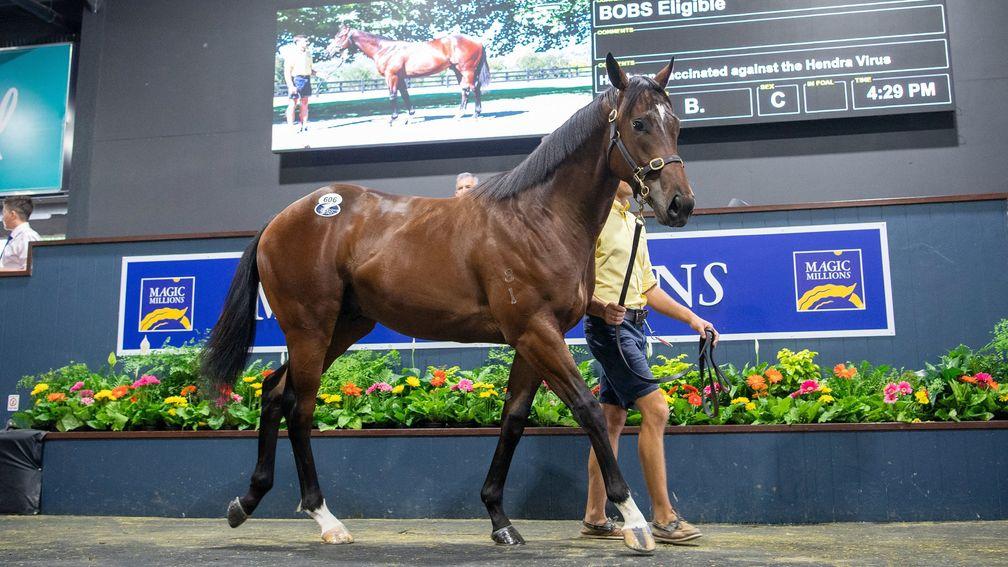 The $2.7 million I Am Invincible colt in the ring at Magic Millions