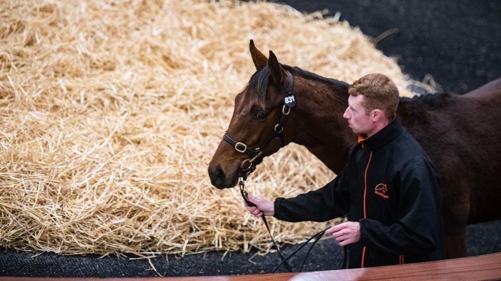 The €100,000 Walk In The Park colt from Yellowford Farm