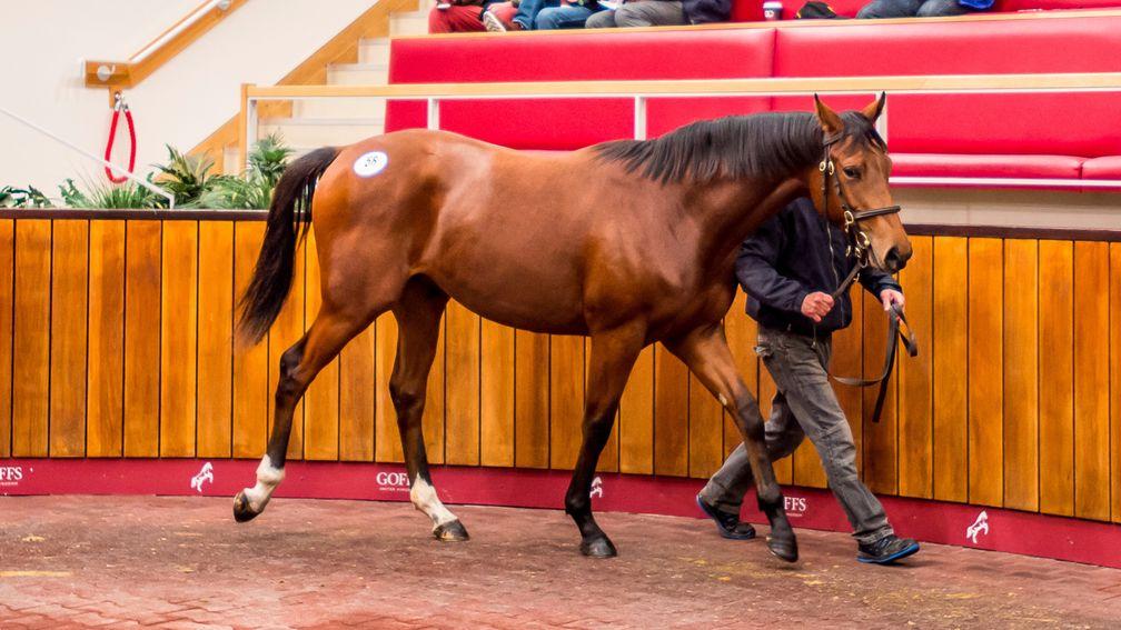 Lot 58: the Heeraat colt bought by Tim Easterby for £20,000