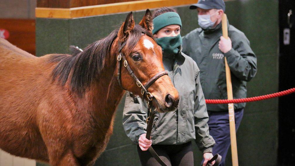 The Frankel colt out of Lily's Angel brings €440,000 from Paca Paca Farm