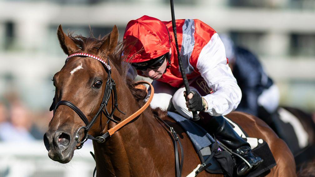 Tritonic: a classy performer for Alan King