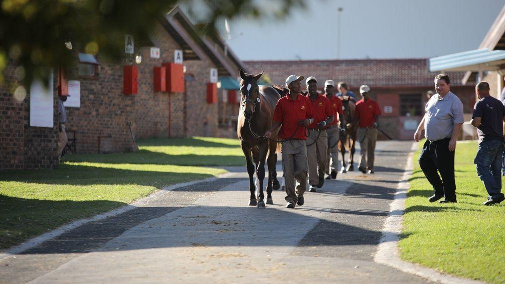 A draft of yealings are led around the Bloodstock South Africa sales ground