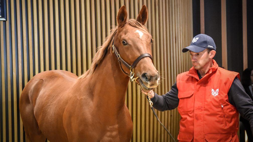 Thursday's top lot at Arqana was a Bated Breath filly sold by Haras de Long Champ for €72,000