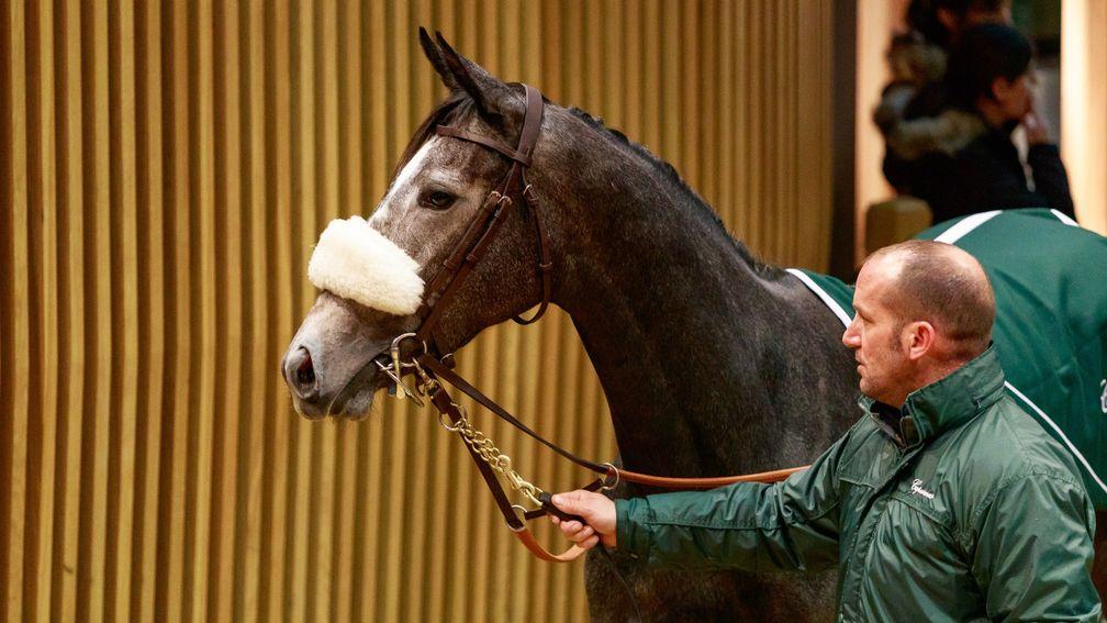 Lily's Candle lights up the Arqana ring when fetching €1.1 million