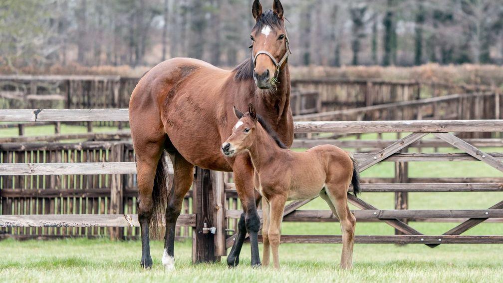 Blue Diamond Stud's Siyouni colt out of Blue Diamond, a homebred Galileo daughter of Pearling and full-sister to Decorated Knight
