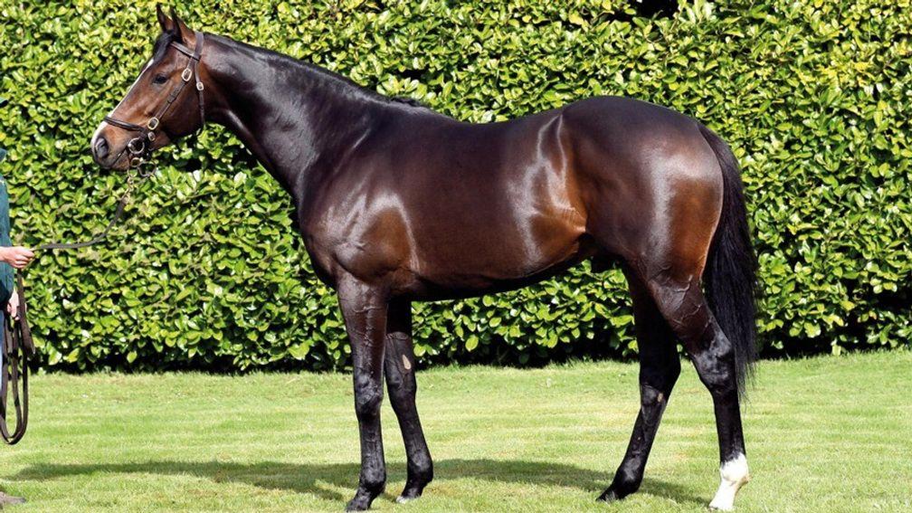 Lawman: sire of both a St Leger and Irish 1,000 Guineas winner