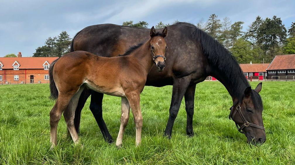 Cheveley Park Stud's Blue Point filly out of Osipova, the dam of Group winner Positive and 1,000 Guineas contender Karsavina