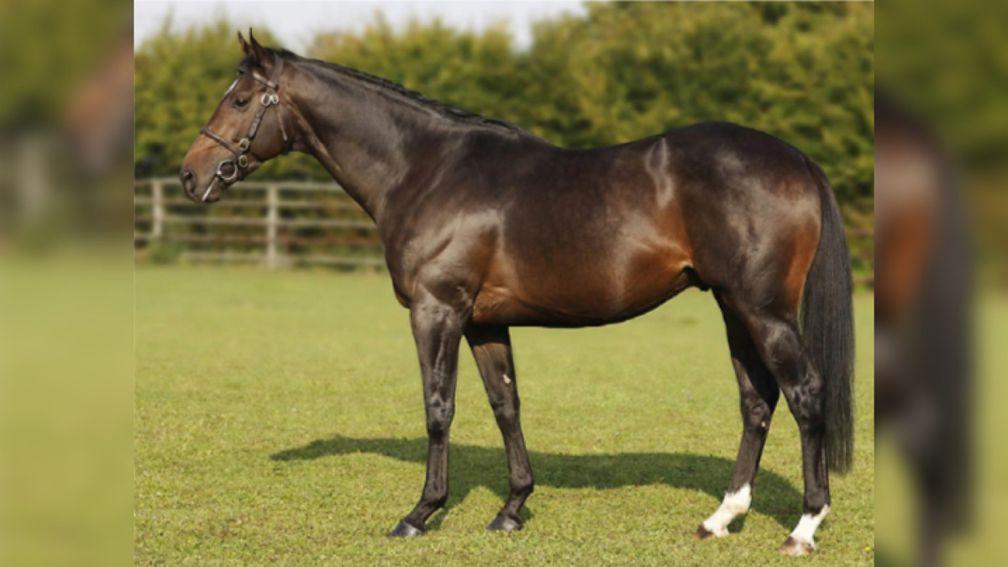 Kamsin: new to Annshoon Stud for 2021
