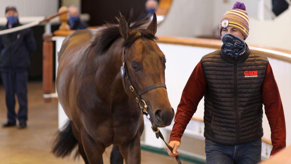 Lot 96: the Aclaim colt out of Step Sequence sells to Opulence Thoroughbreds for 150,000gns