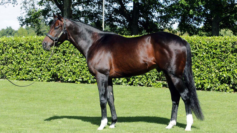 Satono Aladdin is New Zealand’s leading sire of two-year-olds and leading second-season sire in 2022-23