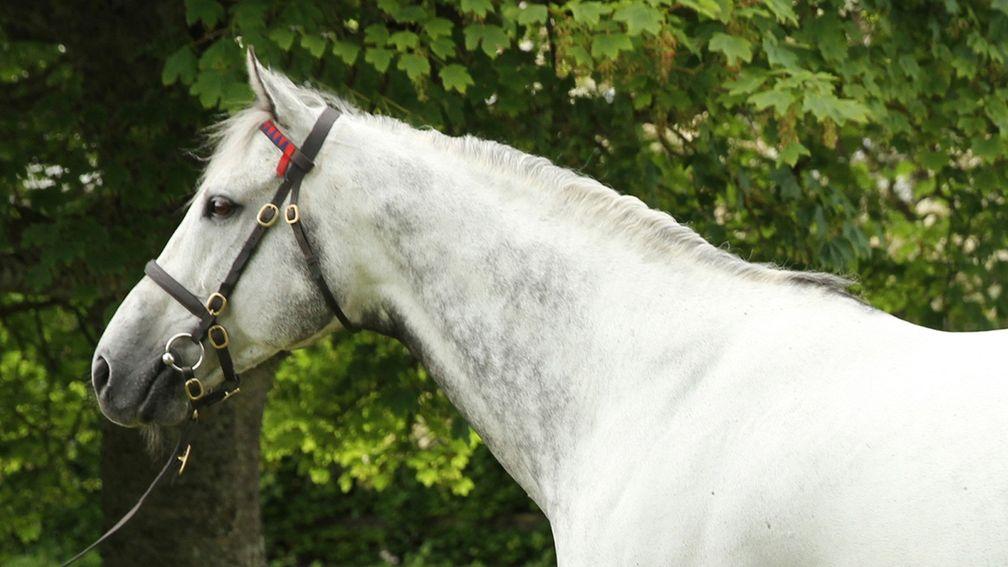 Dark Angel: refuses to be pigeonholed as a two-year-old sire