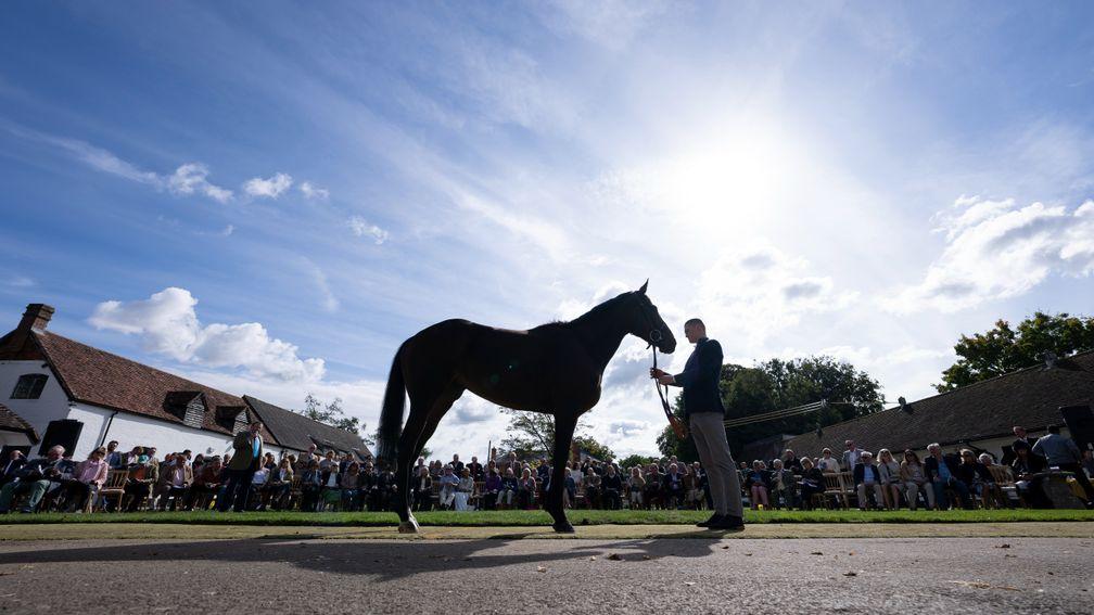 Ahorsewithnoname was paraded at Henderson's Seven Barrows yard on Sunday ahead of her Cesarewitch bid