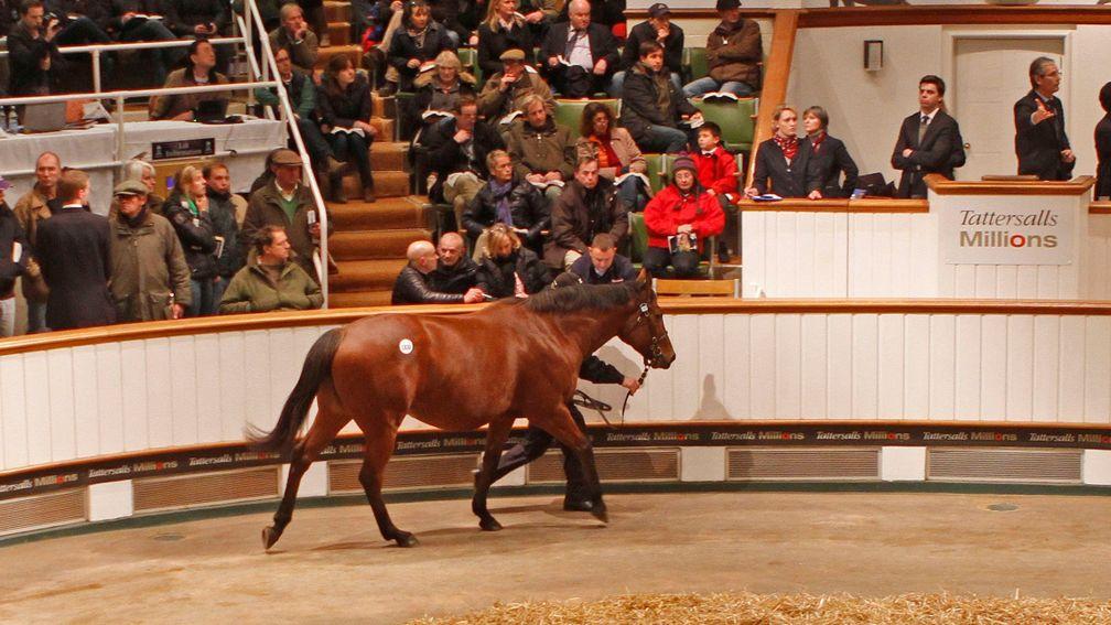 Immortal Verse parades in front of auctioneer John O'Kelly before being sold to BBA Ireland for 4,700,000gns