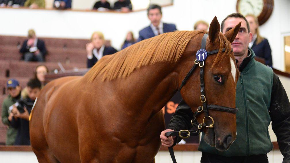 Lot 11: the Night Of Thunder colt in the Tattersalls Ireland ring before fetching €180,000