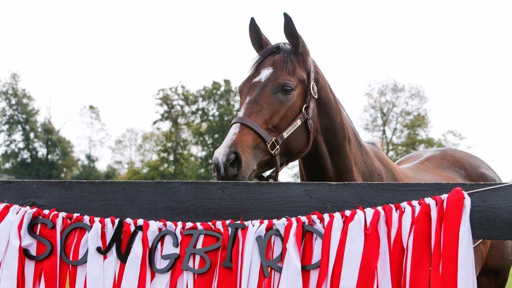 Songbird: the nine-time Grade 1 winner examines a banner bearing the Foxhill Farm racing colours