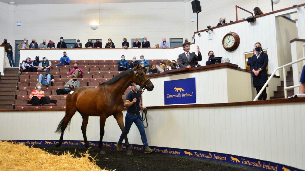 Yellowford Farm's Walk In The Park half-brother to Hurricane Fly sells for €200,000