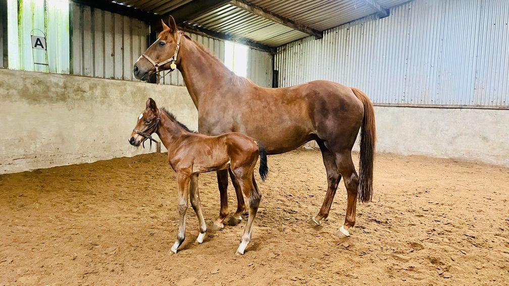 Martina Doran's Blue Bresil colt out of Swiss Bliss bred at Ballyfrory Stud in Wexford