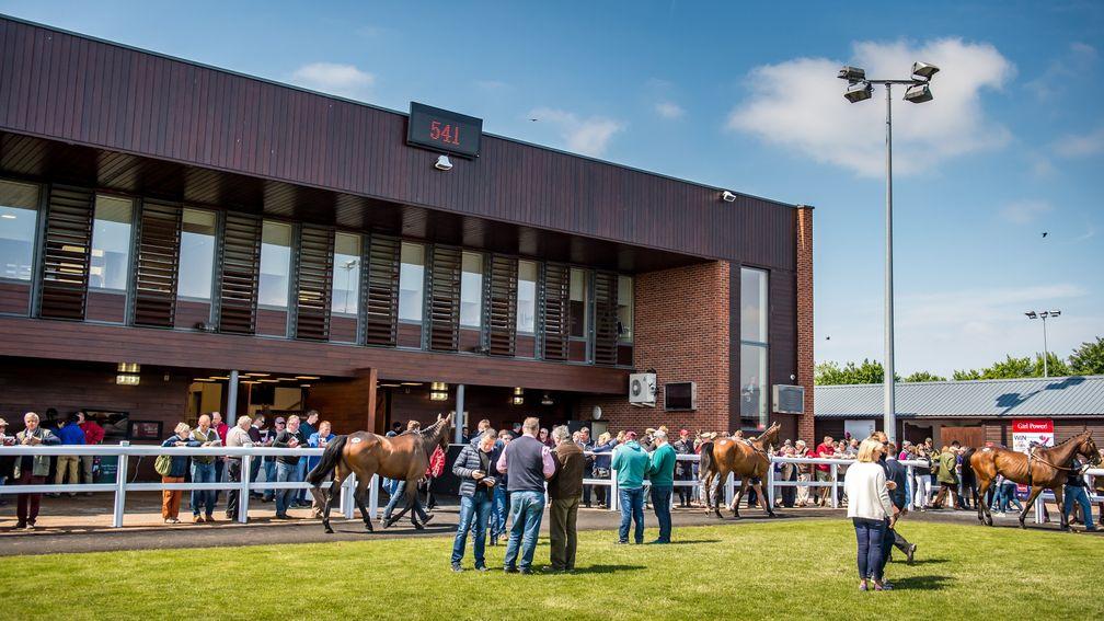 The Goffs UK Summer Sale takes place on July 28-29