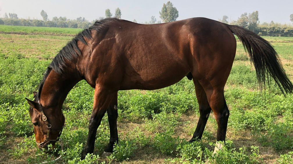 Tango Fire enjoys a pick of the grass at his new home in Pakistan