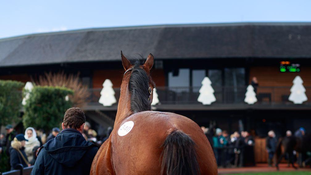 A lot parades in front of Arqana's Christmas tree-clad sales ring