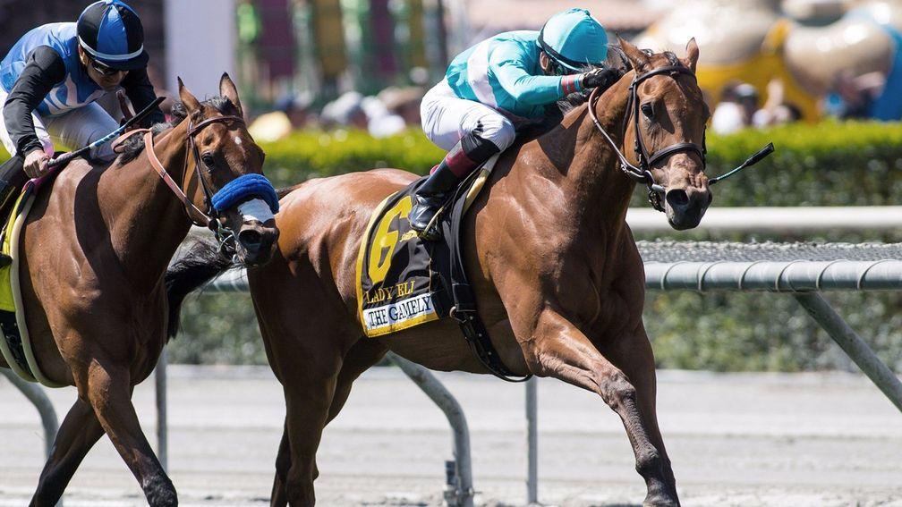 Lady Eli: Her breeders Runnymede Farm have cultivated her family for many years