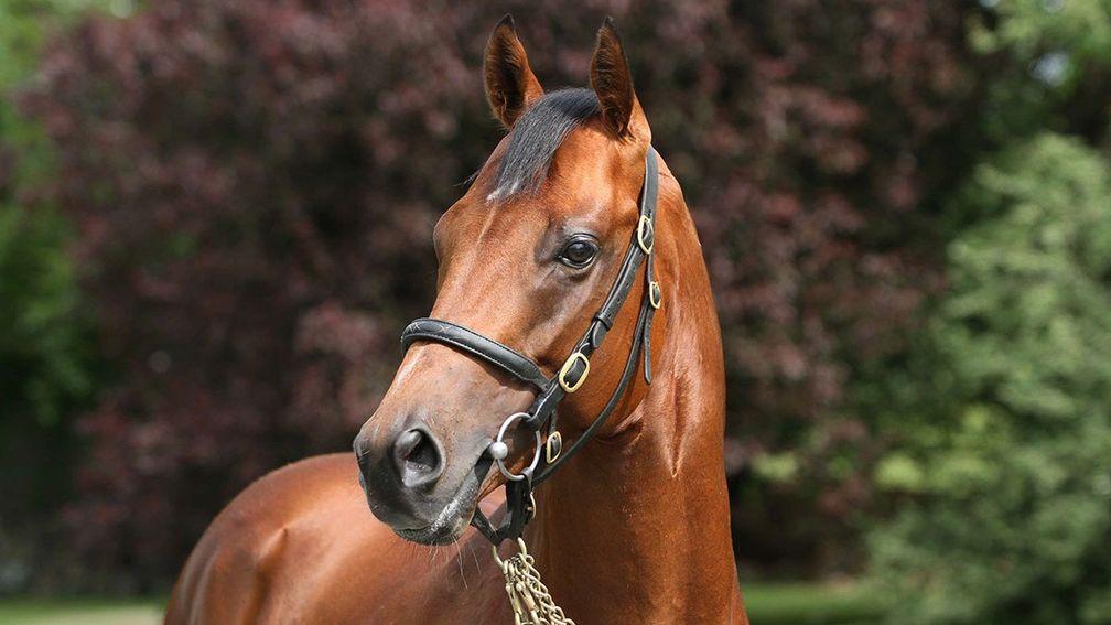 Sir Prancealot: his Irish-bred exports have done well in the US