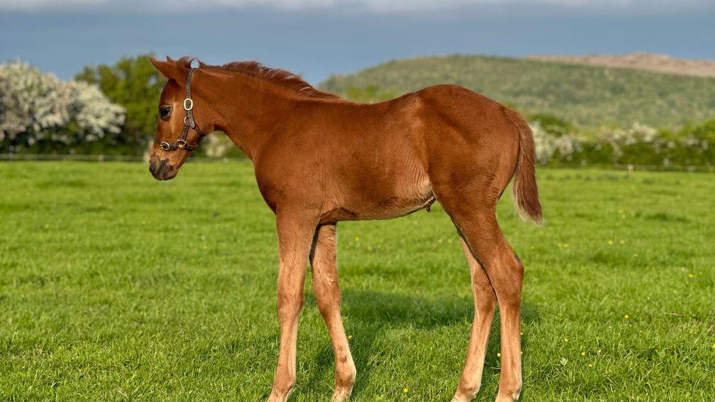 A Sea The Stars filly out of Weatherbys Super Sprint winner Ginger Nut