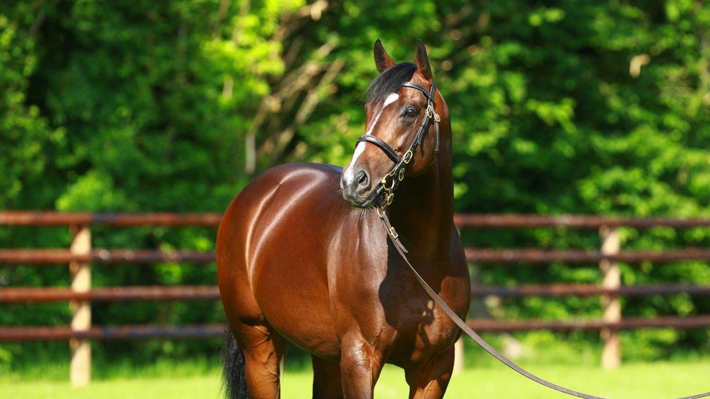 Shalaa: Haras de Bouquetot's exciting first-season sire is off the mark at stud
