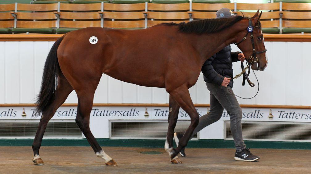 The Mehmas filly out of What About Me proved popular and was another decent result for Tally-Ho Stud