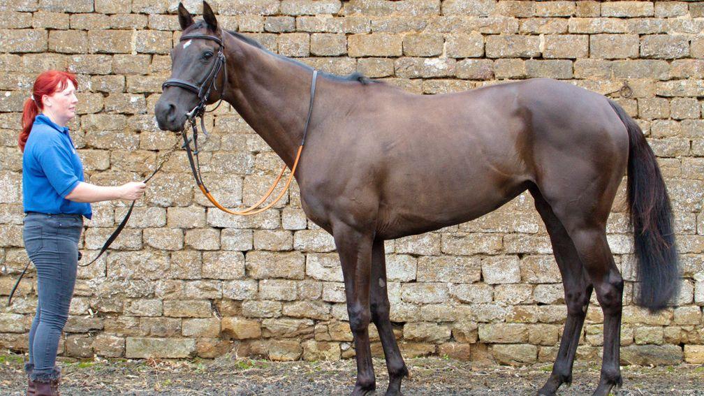 Musical Stardust: the final foal out of Royal Musical and a dual hurdles winner for Alex Hales