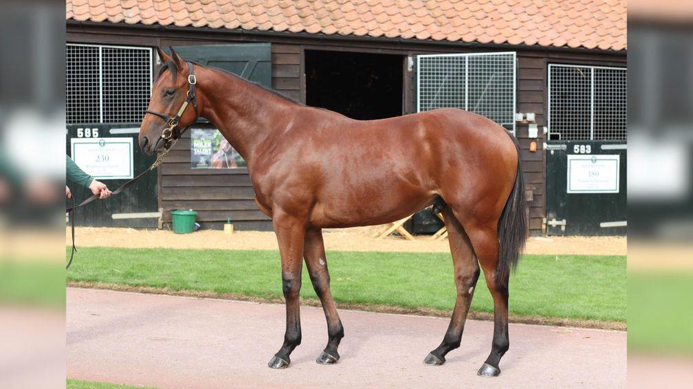 Lot 180: the Frankel brother to Elarqam strikes a pose