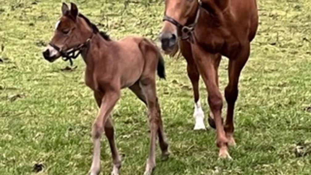 Hedgeholme Stud's Territories filly out of Welsh Gold