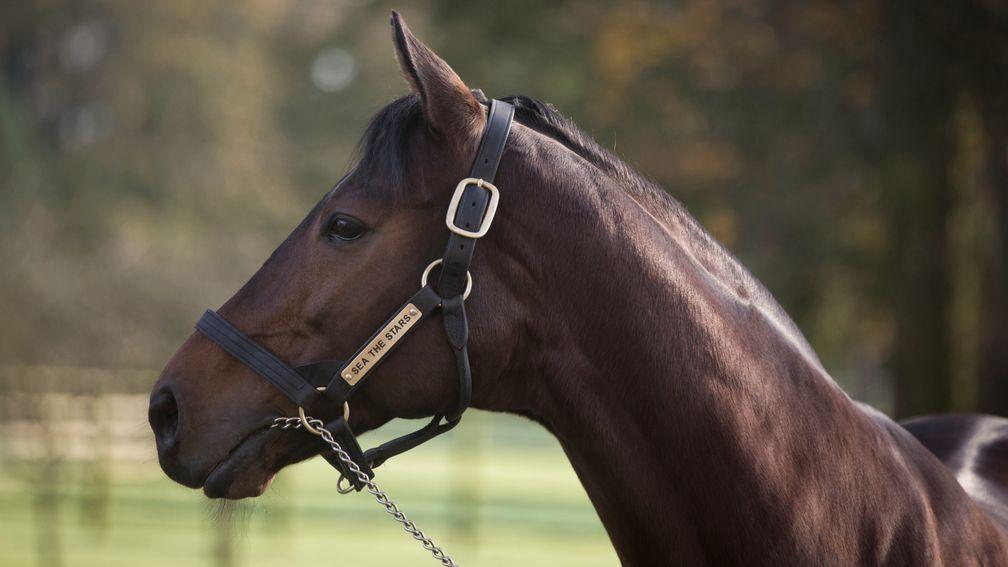 Sea The Stars: has delivered several smart two-year-olds already this year