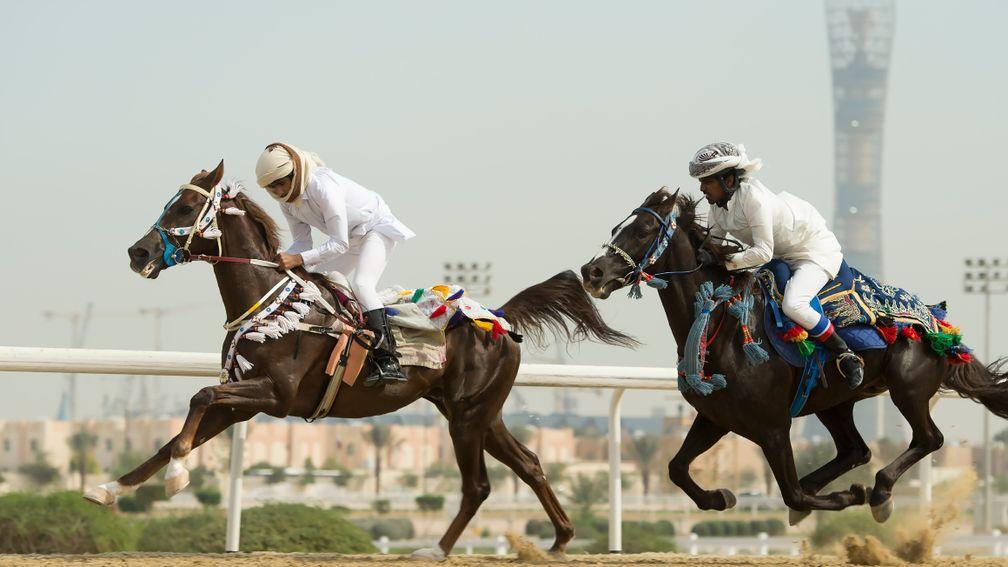 Local horses race each other at Al Rayyan racecourse in Doha