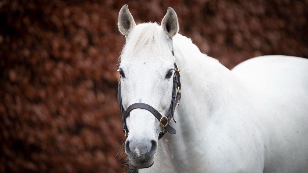 Dark Angel: Yeomanstown Stud stallion now the sire of two Mill Reef Stakes winners