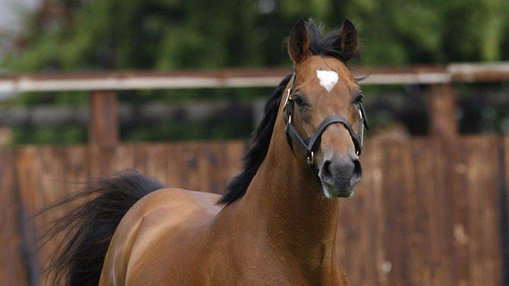 Champs Elysees: extremely popular in his first year at stud in Ireland