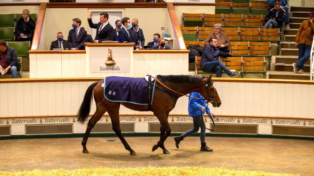 Lot 738: Grocer Jack passes in front of the Park Paddocks rostrum before topping day two of the Autumn Horses in Training Sale at 700,000gns