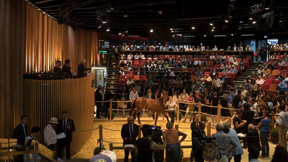 Arqana: 625 lots catalogued for the October Yearling Sale