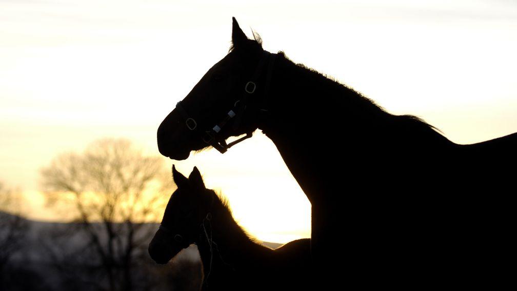25 per cent of mares in North America were bred to the 43 most popular stallions