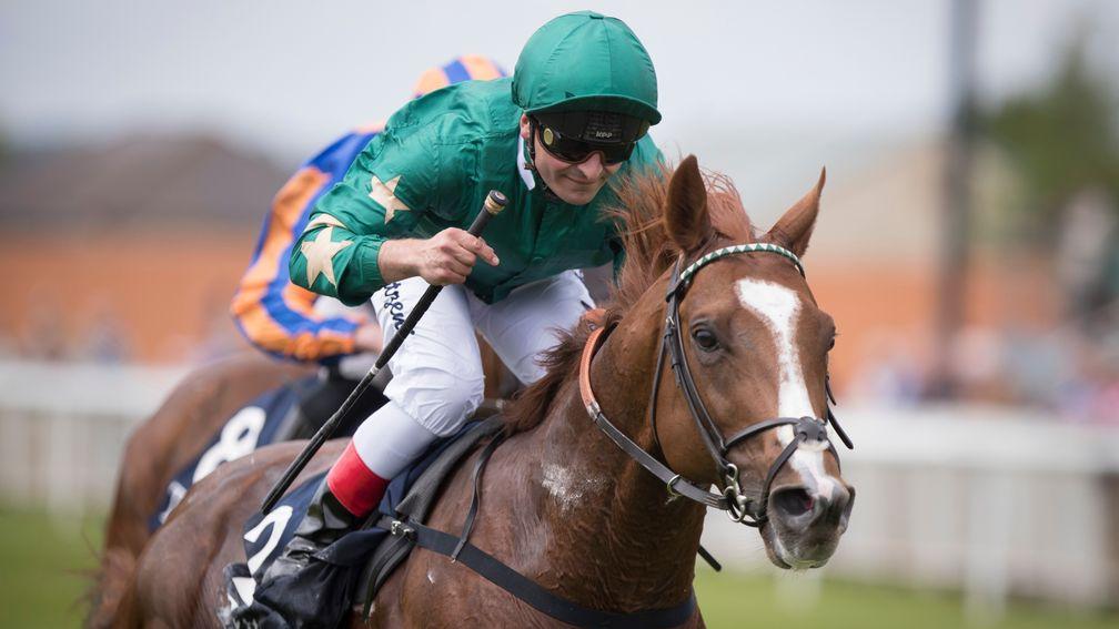 Decorated Knight's dam Pearling hails from a family of blue hen mares including Mariah's Storm and You'resothrilling
