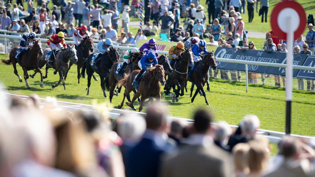 Space Blues (blue) won at the Dante meeting at York in 2019