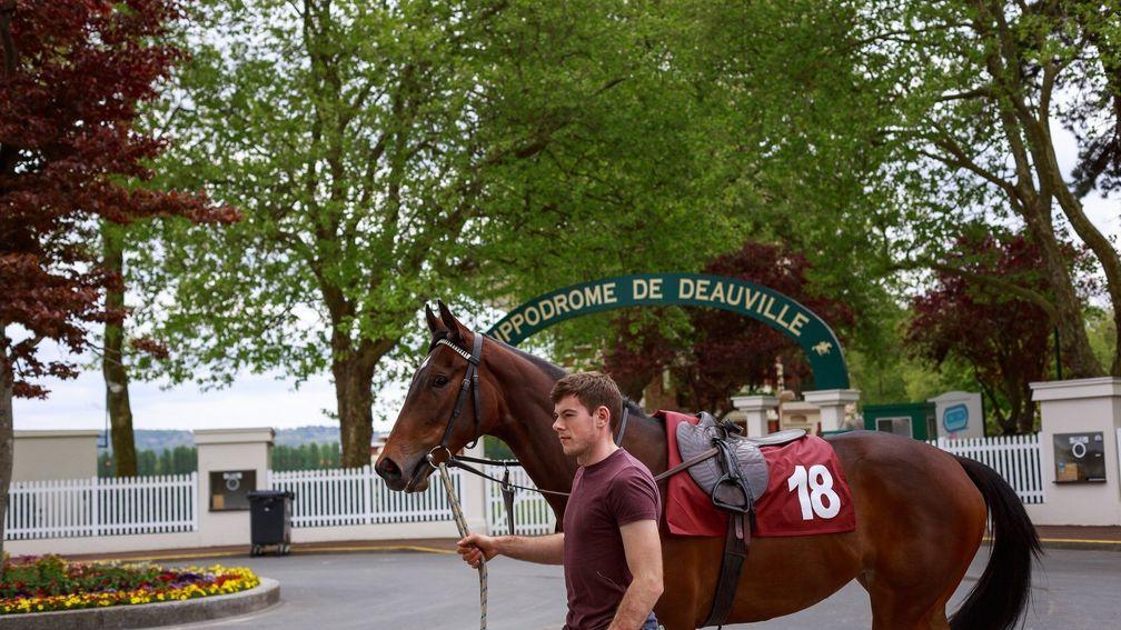 A two-year-old prepares to breeze at Arqana's home venue in Deauville