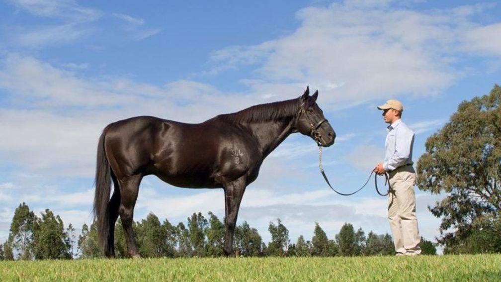 Lonhro: Darley Australia's champion racehorse and sire died on Friday