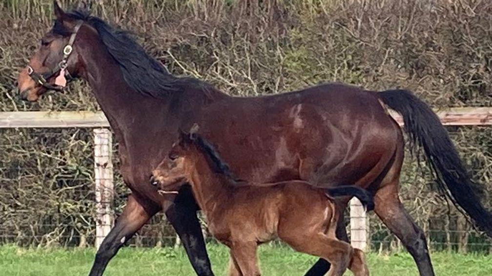 Brookside Stud's Sea The Moon filly out of Zenya