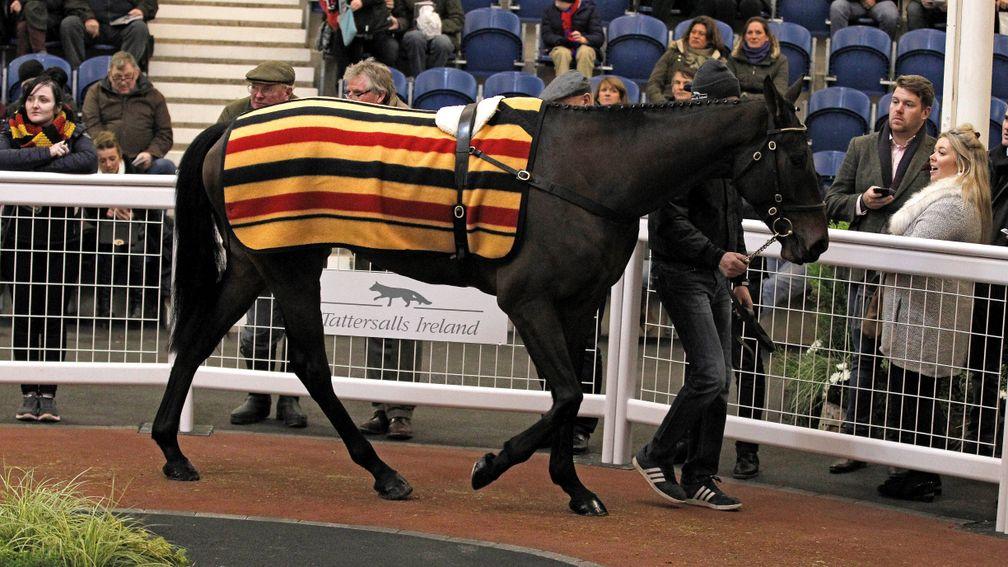 Trevelyn's Corn: the son of Oscar in the ring before being knocked down to Tom Malone for £400,000