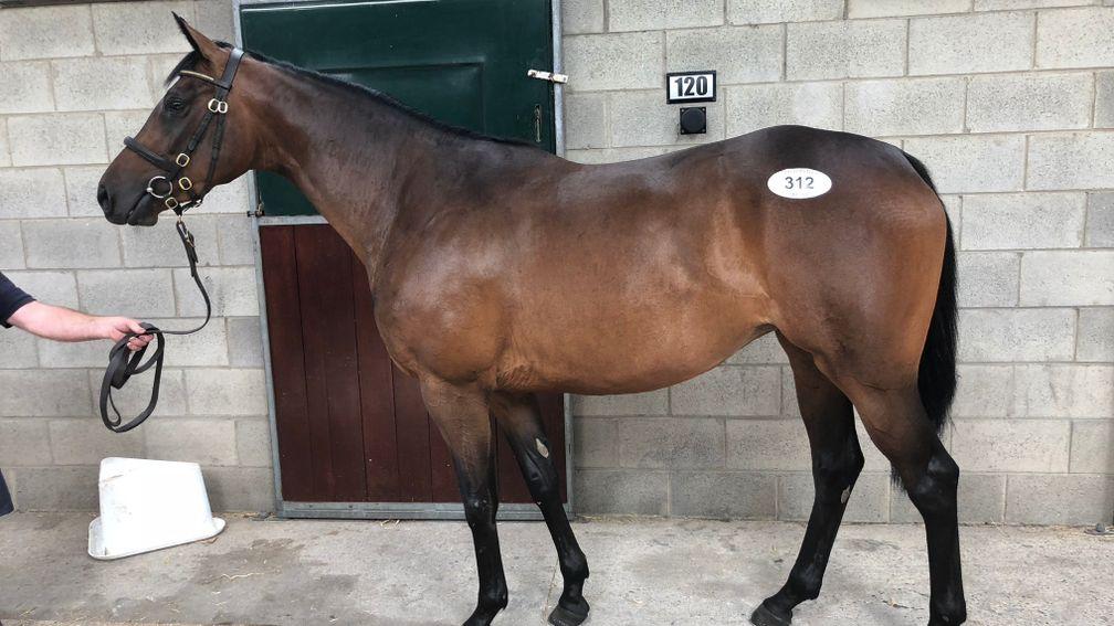 Rip Van Winkle filly the subject of Racing Welfare's 'Name a racehorse' competition