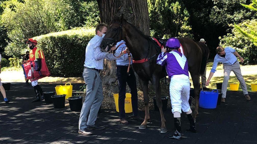 Perotto is unsaddled and dismounted in a shady area at Sandown due to the heat