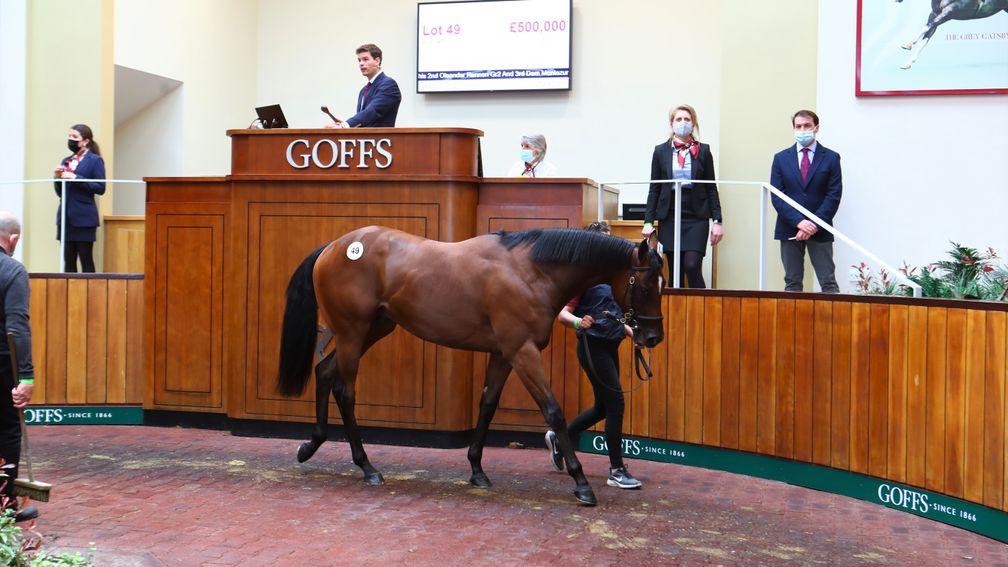 The Kingman half-brother to Miss Yoda sells for £500,000