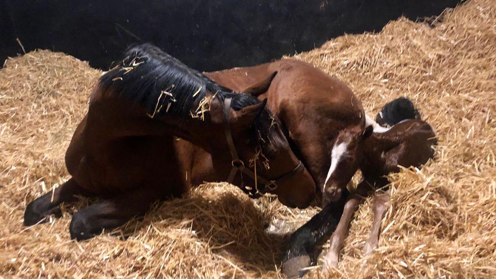 South House Stud's Sioux Nation colt out of Coeur Battant